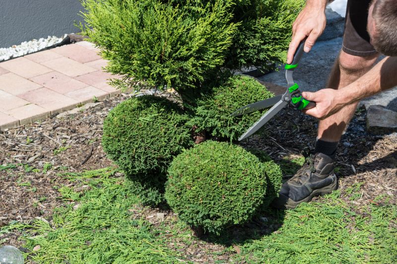 Trimmed Shrubs in Winter