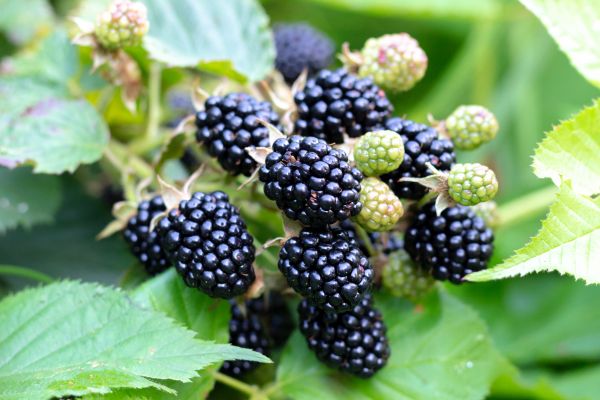 Blackberry Bush Removal in Anaheim