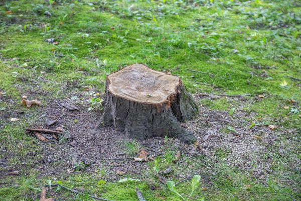 Bush Stump Removal in Anaheim