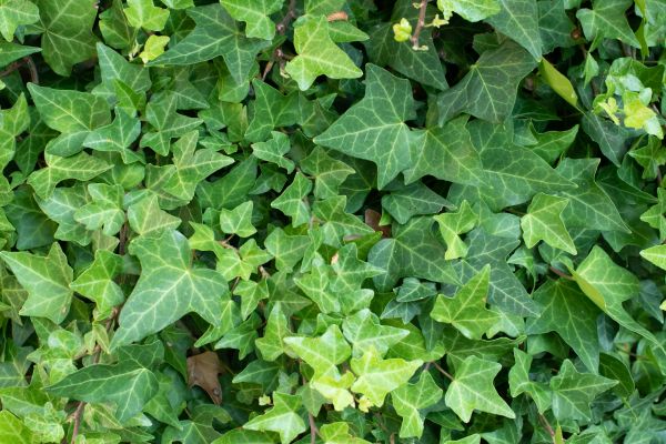 English Ivy Removal in Anaheim