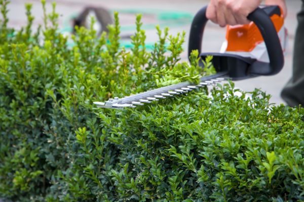 Hedge Pruning in Anaheim