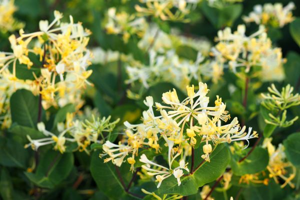 Honeysuckle Removal in Anaheim