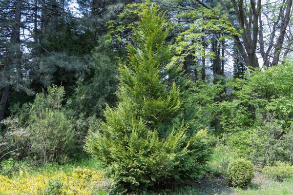 Juniper Pruning in Anaheim