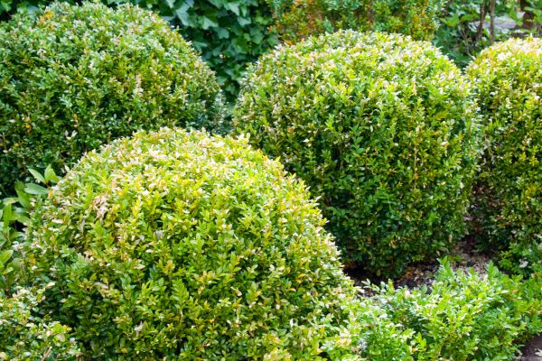 Landscape Trimming Service in Anaheim