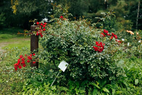 Rose Bush Removal in Anaheim