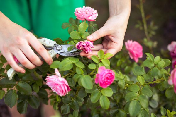 Rose Trimming in Anaheim