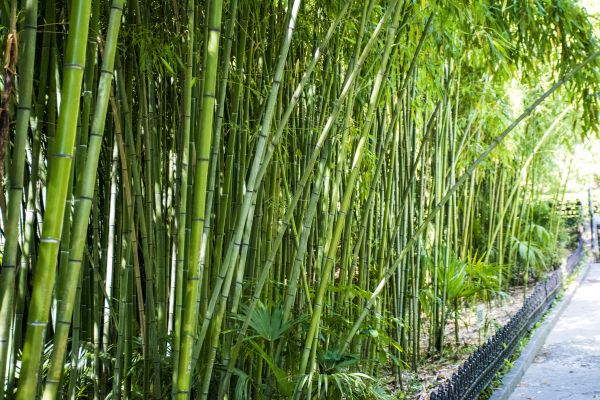 Bamboo Root Removal in Anaheim