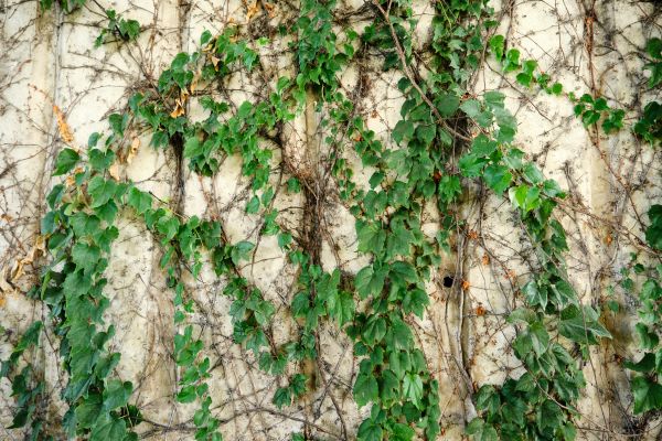 Vine Removal Service in Anaheim