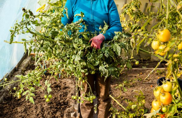 Garden Plant Removal in Anaheim