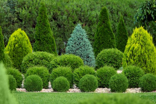 Shrub Shaping in Anaheim