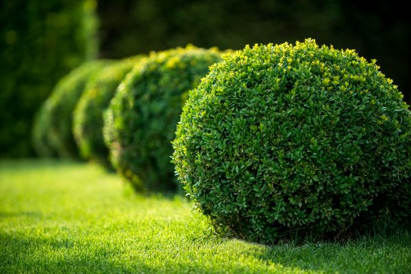 Bush Pruning in Anaheim
