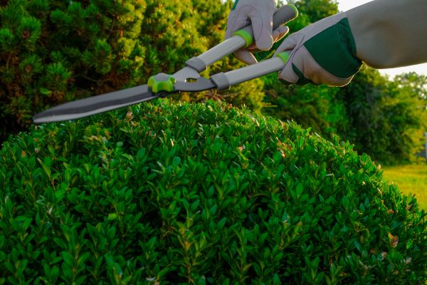 Topiary Shearing in Anaheim