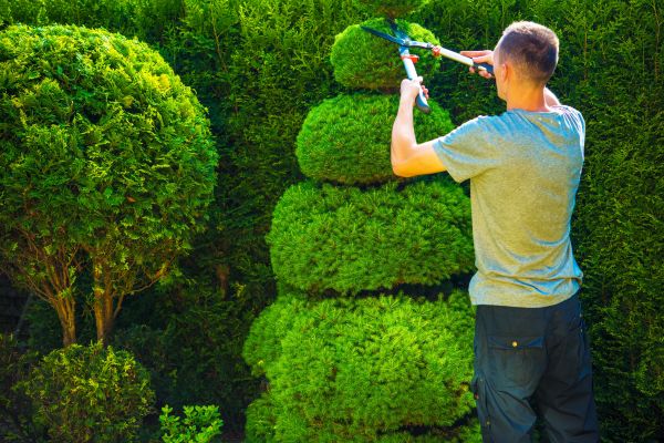 Topiary Shaping in Anaheim