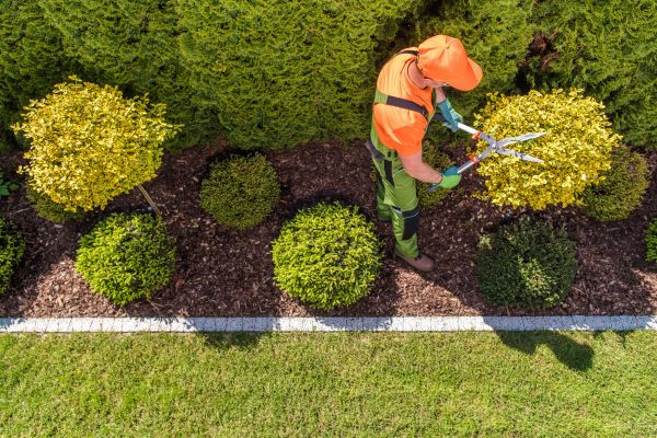 Topiary Trimming in Anaheim