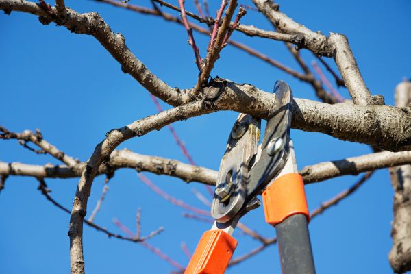 Selective Pruning in Anaheim