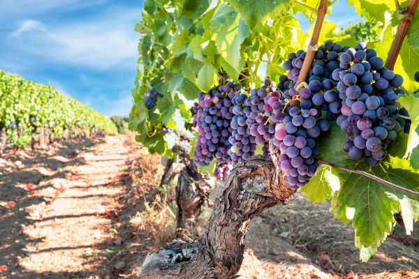 Grapevine Pruning in Anaheim