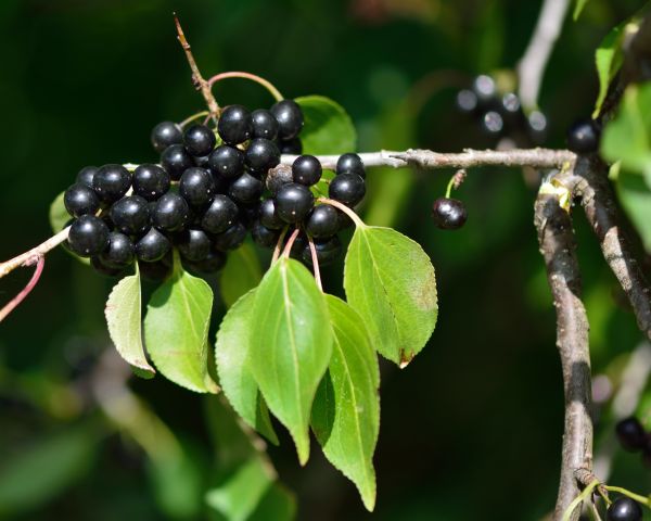 Buckthorn Removal in Anaheim