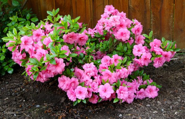 Azaleas Removal in Anaheim