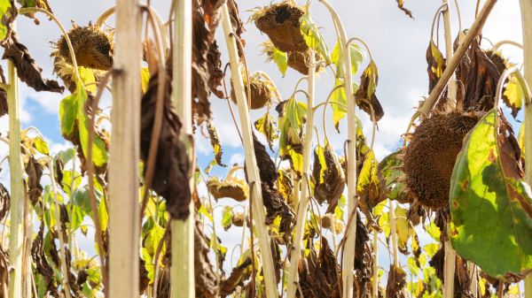 Dead Plant Removal in Anaheim