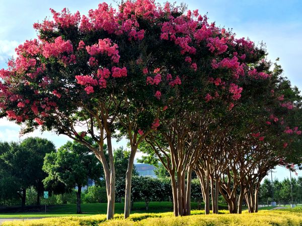 Crepe Myrtle Pruning in Anaheim