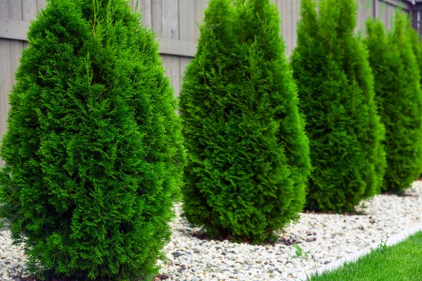Arborvitae Pruning in Anaheim