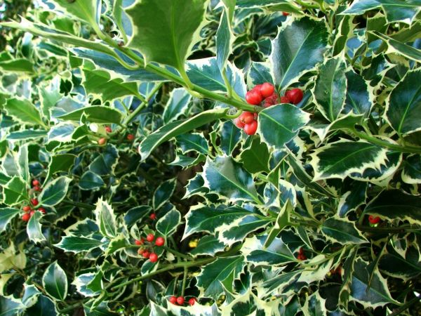 Holly Bushes Trimming in Anaheim