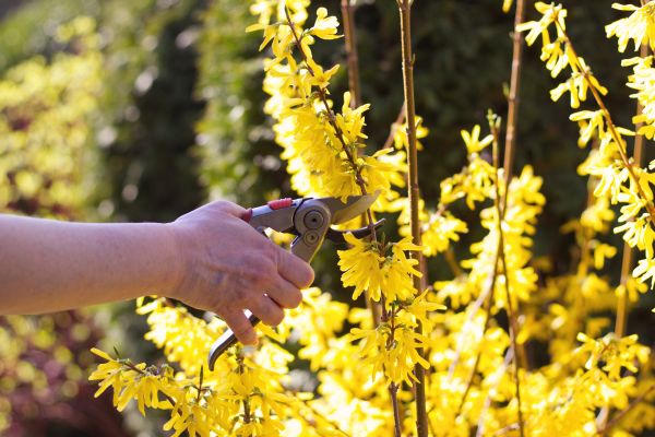 Forsythia Pruning in Anaheim