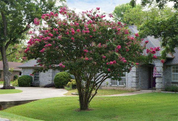 Crepe Myrtle Trimming in Anaheim