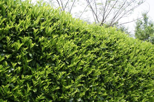 Laurel Shrub Removal in Anaheim