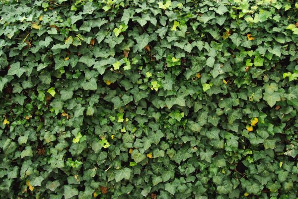 Ivy Pruning service in Anaheim