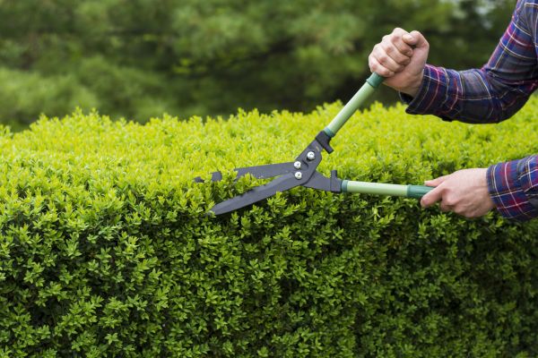Evergreen Shrub Pruning in Anaheim