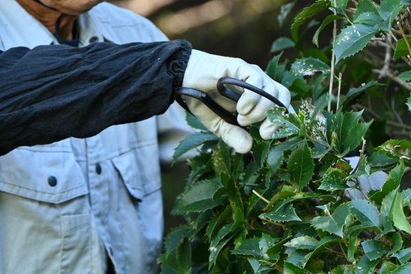 Holly Pruning in Anaheim
