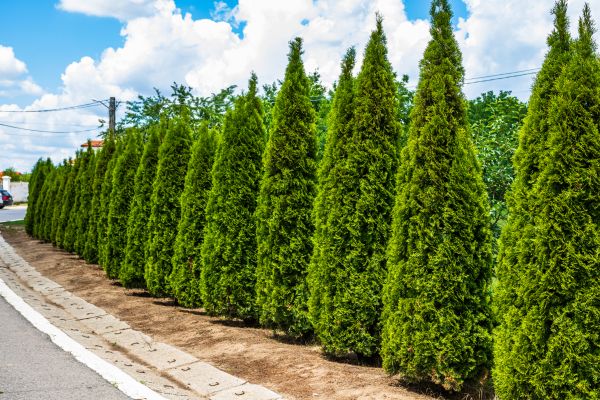 Arborvitae Shearing in Anaheim