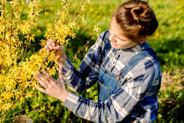 Forsythia Trimming in Anaheim