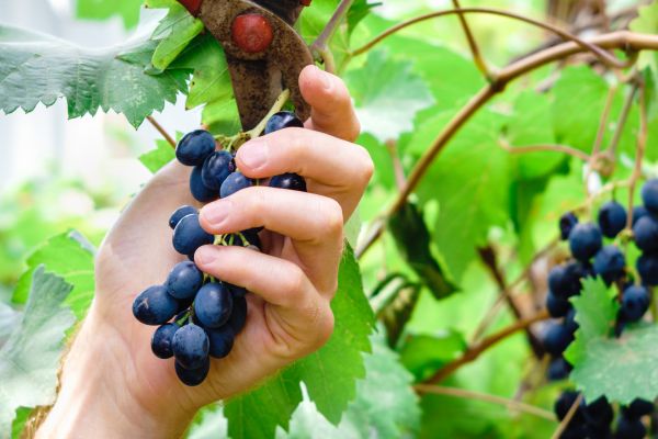 Vineyard Pruning in Anaheim