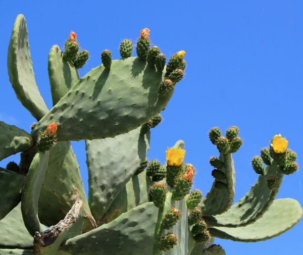 Cactus Removal in Anaheim