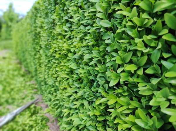 Boxwood Pruning in Anaheim