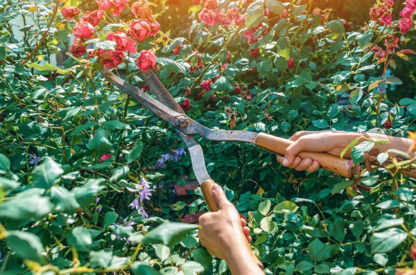 Knockout Roses Pruning in Anaheim