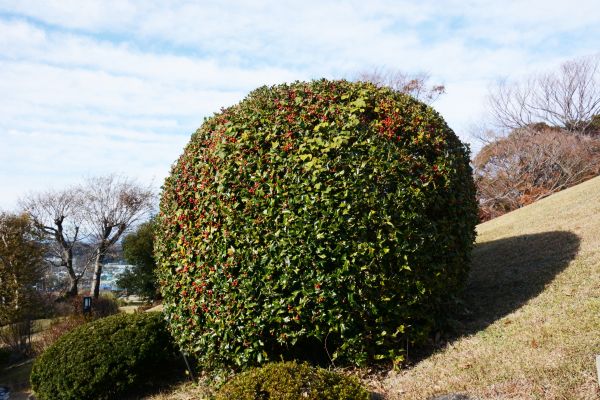 Holly Shrub Pruning in Anaheim
