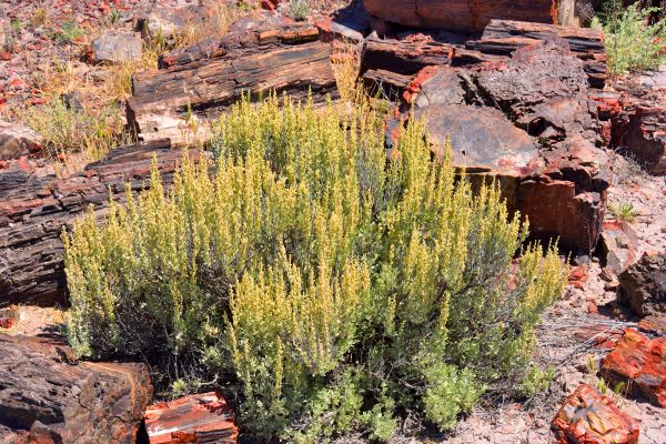 Sagebrush Removal in Anaheim