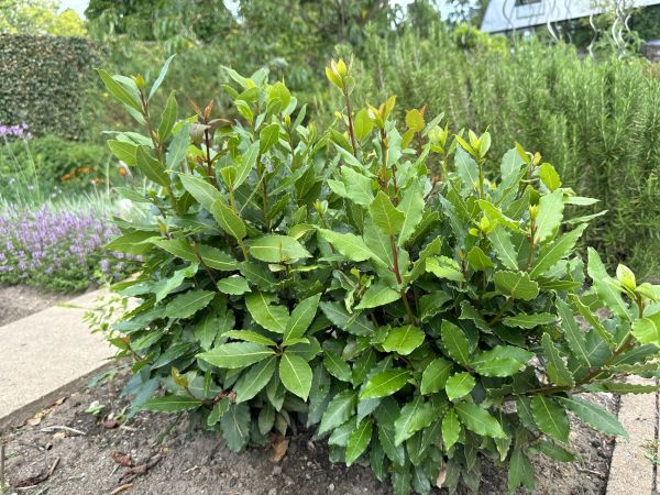 Laurel Hedge Trimming in Anaheim