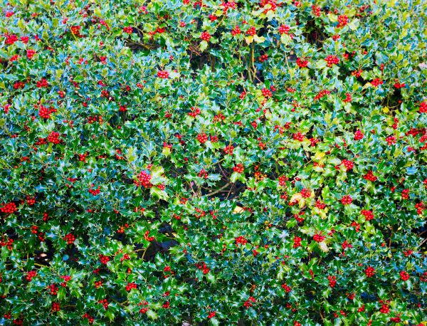 Holly Bush Removal in Anaheim