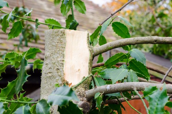 Holly Tree Removal in Anaheim
