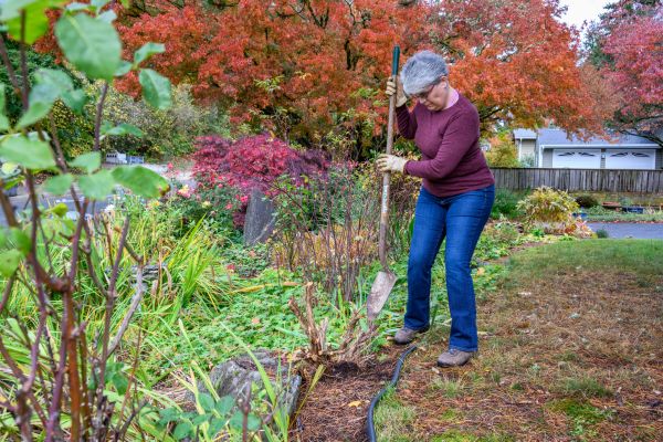 Dead Bush Removal in Anaheim
