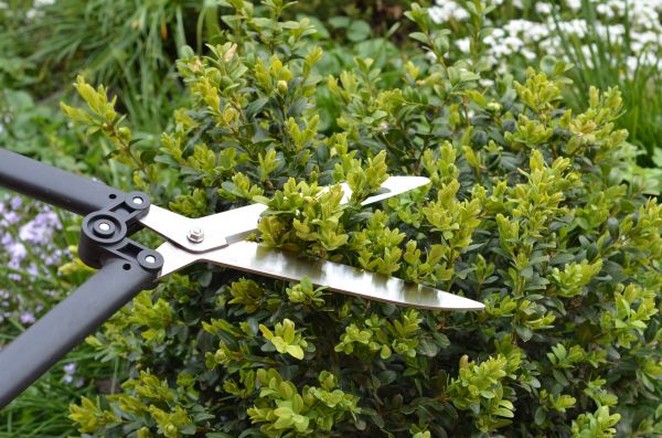 Boxwood Trimming in Anaheim