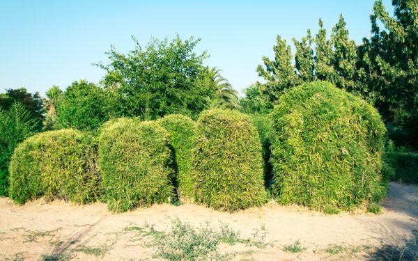 Bamboo Hedge Removal in Anaheim