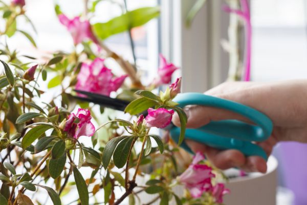 Azalea Pruning in Anaheim