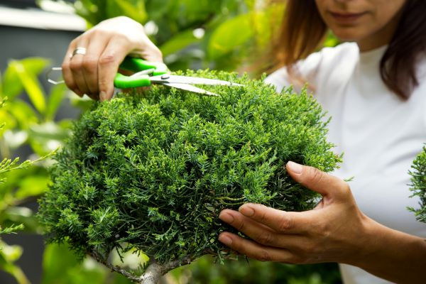 Juniper Shrub Pruning in Anaheim
