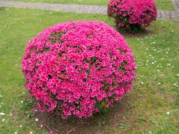 Rhododendron Pruning in Anaheim