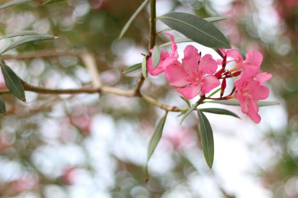 Oleander Removal in Anaheim